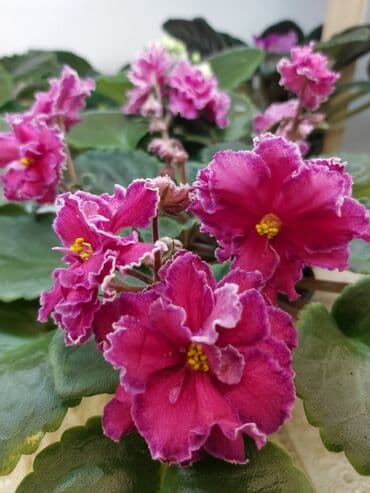 alp bənövşəsi: Fialka startiorlari 4 azn — 11