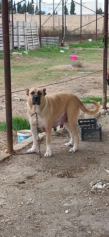 alabay itleri haqqinda melumat: Qurdbasar, 3 il, Dişi, Peyvəndli, Ödənişli çatdırılma — 1