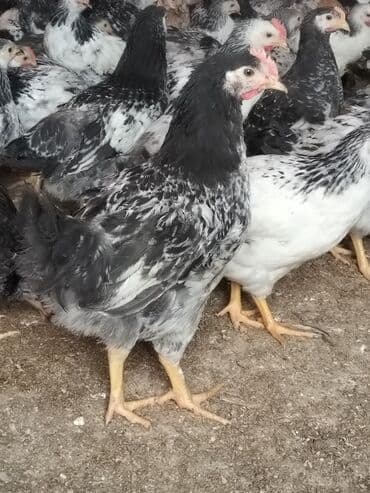 Hinduşka: Lider serebirist çolpalar 70 günlükdü çəkiləri — 4