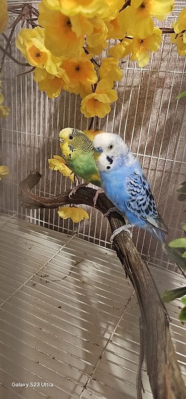 Pişiklər: Hazır cüt valnist satılır qızğın quşdardı yuva tax bala al cütü 30 m — 5