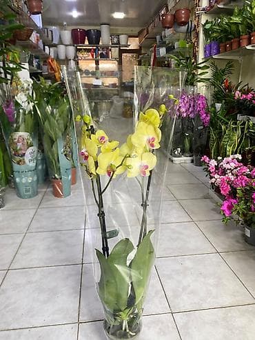 ƏLAQƏ TEL : 050-557-56-51 8 marta özəl yeni hədiyyəlik