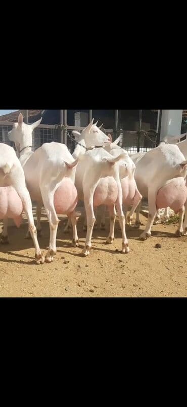 çəpiş əti: Salam 2 qarina dogub 6 ededdi heresinin iki ekiz balasi var — 3