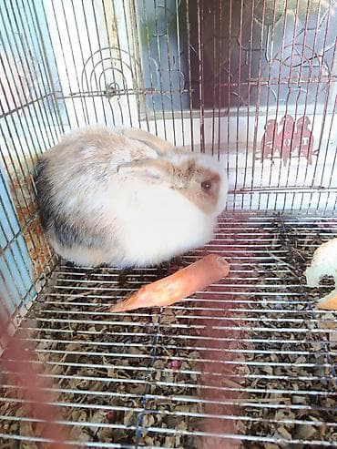 Ev dovşanı – sevimli, xırda ölçülü dekorativ cins Xüsusiyyətlər: -