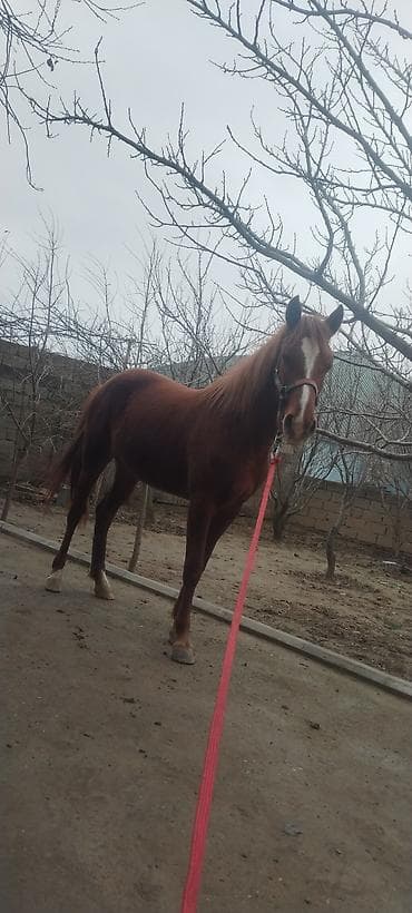 Qırmızı-kəhvəyi rəngdə, alınında və burun xəttində ağ zolağı olan lalafo.az -da Qırmızı-kəhvəyi rəngdə, alınında və burun xəttində ağ zolağı olan