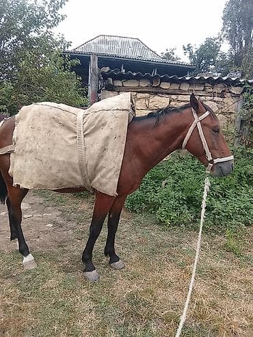 K/t heyvanları və malları: Erkək, il: 4, Ünvandan götürmə — 1