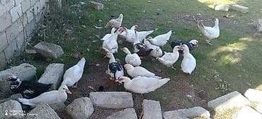 Quşlar: Erkək, | Lal ördək, Ətlik — 6