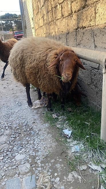 Atlar: Erkək, Qala, il: 1, 30 kq, Ətlik — 1