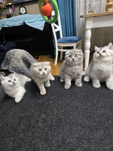 Şotland, Ünvandan götürmə