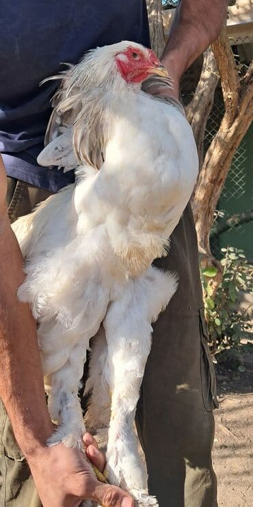 cins ineklerin satisi 2019: Toyuq, Brama, Damazlıq, Ödənişli çatdırılma — 6