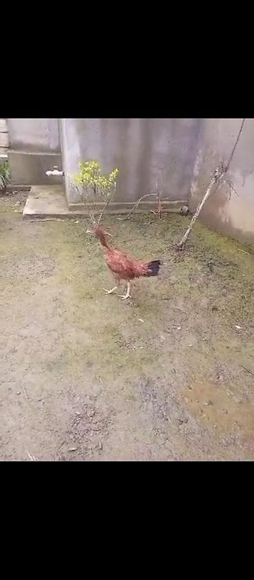 broyler yemi qiymeti: 7 aylıq tam sağlam cins qandı elə belə birşey deyil ölür qaçmır. 30 m — 3