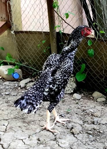 cücə toyuq: Toyuq, Damazlıq — 3