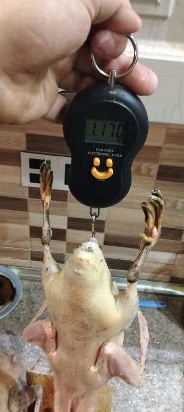 lal ordek satilir: 6aylıq kayuqalardi hazır temzdmis 1 kilodan çox gəlirlər qar yeyən — 2