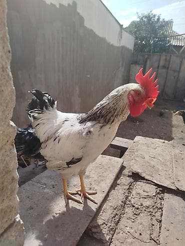 Serebist Xoruzu 7 aylıq di Damazlıqa saxlamağa deyər kese bilərsiz