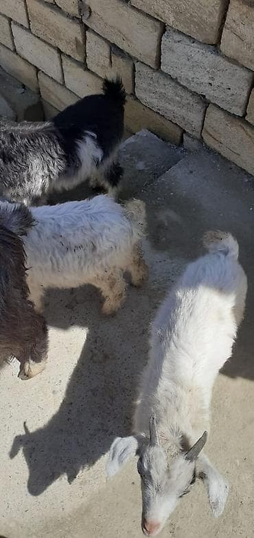 şinşila satılır: Satılır: Ana 3 balasi ile birlikde. Məhsul təsviri: - Şəkillərdə olan — 2