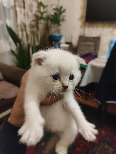 gence heyvan: Britan, Erkək, Dişi, Yaxşı əllərə, Ünvandan götürmə, Pulsuz çatdırılma, Ödənişli çatdırılma — 8