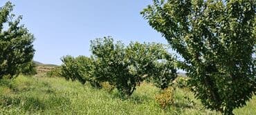 dekorativ dibçək gülləri: 2.5 ha 9 illik intensiv gilas bağı, 1.5 ha boş sahə. Suvarma sistemi — 4