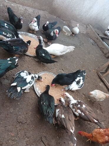 mirvari ördək: Muscovy ördəkləri – qarışıq rənglərdə sürü - Cins: Muscovy — 1