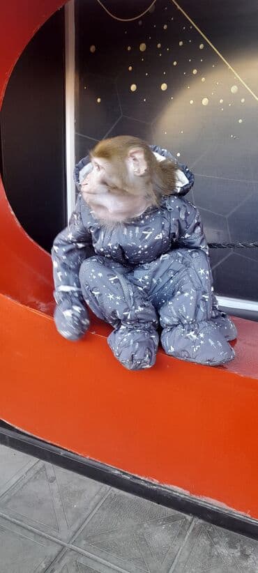 животные в добрые руки: Tayson adlı meymun satılır. Ağıllışirindi. Kim isdəsə yazsın — 7