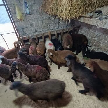 Akvariumlar: Salam aleyküm 215 mantdan 240 manata kimi deyişlir saxlamlqa yararlı — 1