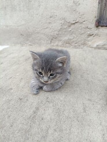 pişiy balası: Dişi, Yaxşı əllərə, Ödənişli çatdırılma — 2
