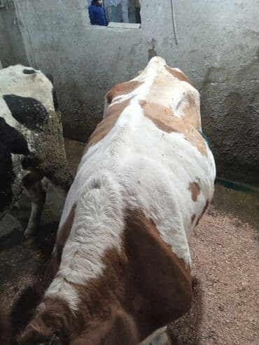 ineklər: Simental cinsli inək - Rəng: ağ-qəhvəyi alacalı - İstiqamət: süd-ət — 3