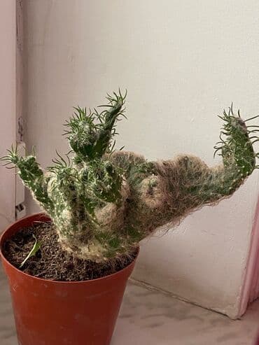 advent calendar qiymeti: Kaktuslar fərqli qiymətlərlə — 3