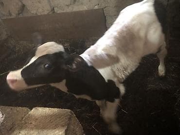 mal inək: Dişi, il: 8, Südlük, Ünvandan götürmə — 1