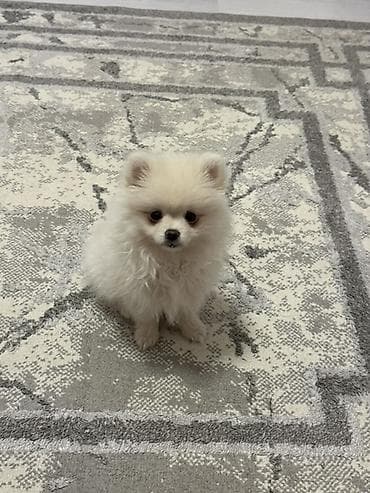 померанский шпиц цена в баку: Шпиц, 4 месяца, Самка, С прививками — 3