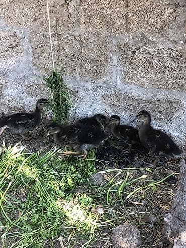 cex qus: 5 Ədəd Çöl Ördəyi Balalar 20 Günlük 1 İ 10 Azn — 2