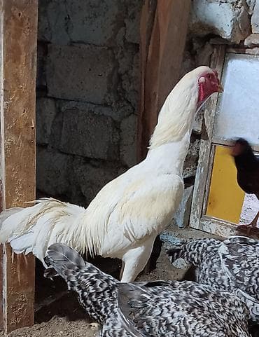 it adları erkek: Xoruz, il: 1, Ünvandan götürmə — 3