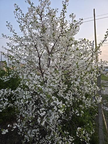 Ağ çiçəklərlə bol-bol açan meyvə ağacları – bağ salmaq və ya landşaft