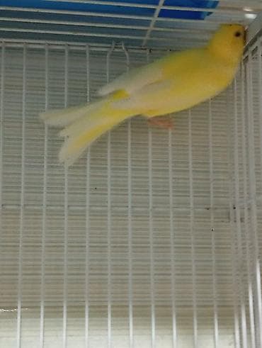 ev pişiy: Bülbül 3 ayliq ərkək oxuyur bala quş kimi yanvarin 2 si yumurtadan — 4