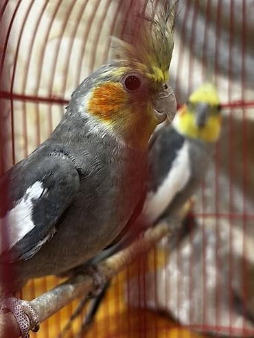 dekarativ quslar: Papuqay cütü satılır hər şey daxil 90azn ciddi istəyən olsa cuzi — 2