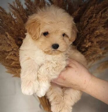 it oyuncaq: Maltipoo balası – krem rəngli, xırda ölçülü, qıvrım tüklü, oyuncaq — 1