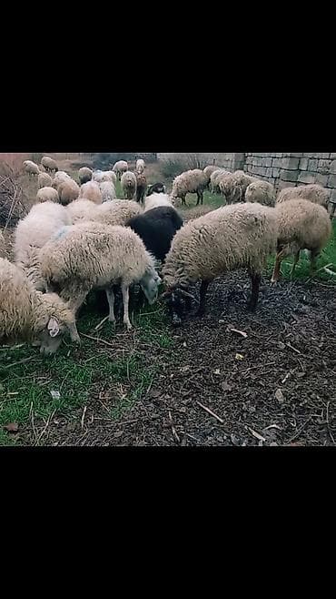 Собаки: Salam tam saglam 33dene bogaz heyvan — 2