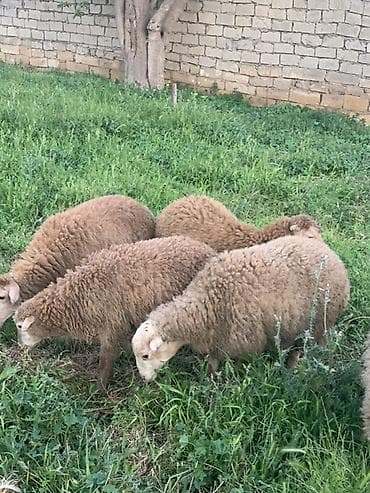 qoyun şekli: Sağlam quzular satılır 260 manata — 3