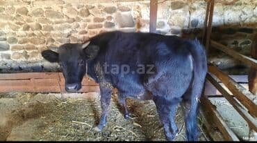 Inəklər, öküzlər: Salam disi danadi kokdu isteyen elaqe saxlasin qiymetde razilasmaq — 3