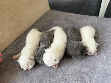 Digər heyvanlar: Təmiz qan Scottish Fold və Blue point Şinşila balalar, 7 mart — 6