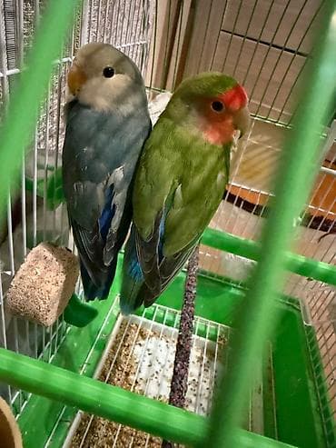 tovuz quşu: SEVGI QUŞU Hedwig və Errol adında iki sevgi quşu. Qefes, yuva ve — 2