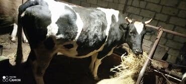 Quşlar: - Orta buynuzlu, sakit xasiyyətli, yemlənməyə öyrəşmiş. - Hal-hazırda — 1