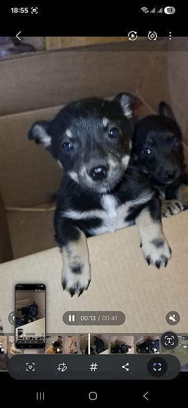 bit dərmanı: Peyvəndli — 4