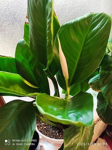 yaşıl hasar: Spatifium (Sülh zanbağı) – dekorativ otaq bitkisi - Parlaq, iri — 1