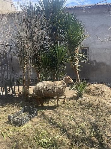 keci aliram: Qoyun və Keçi — təsərrüfat heyvanları - Növ: yerli qoyunlar və uzun — 7