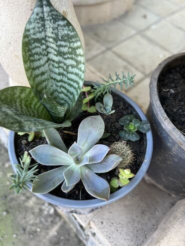 ev qizdiricilari: Xalça — 59