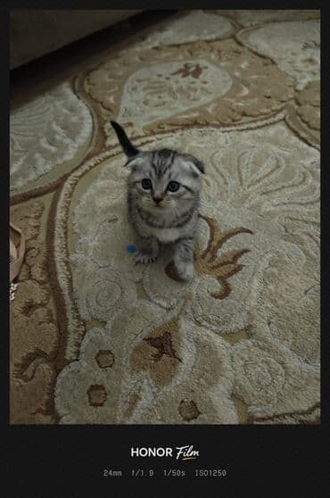 heyvanlar it: Şotland — 4