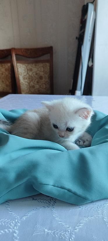 голден шиншилла: Шиншилла, Самка, Самец — 5