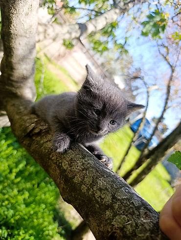 pisik sumqayit: Rus mavi, Dişi — 1