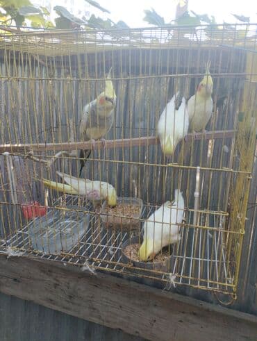 sultan tutuquşu: Məhsul: Nimfa tutuquşuları (Cockatiel) Təsvir: - Şəkillərdəki qəfəsdə — 4