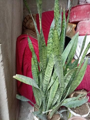 Sanseveriya (Qaynanadili) – dekorativ otaq bitkisi - Növ: Sansevieria