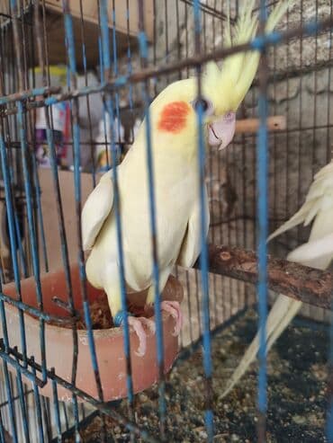 hazır inşalar: Korella ayağlari üzüklü seçmə quşlardi hazir quşlar cute hazir Balada — 1